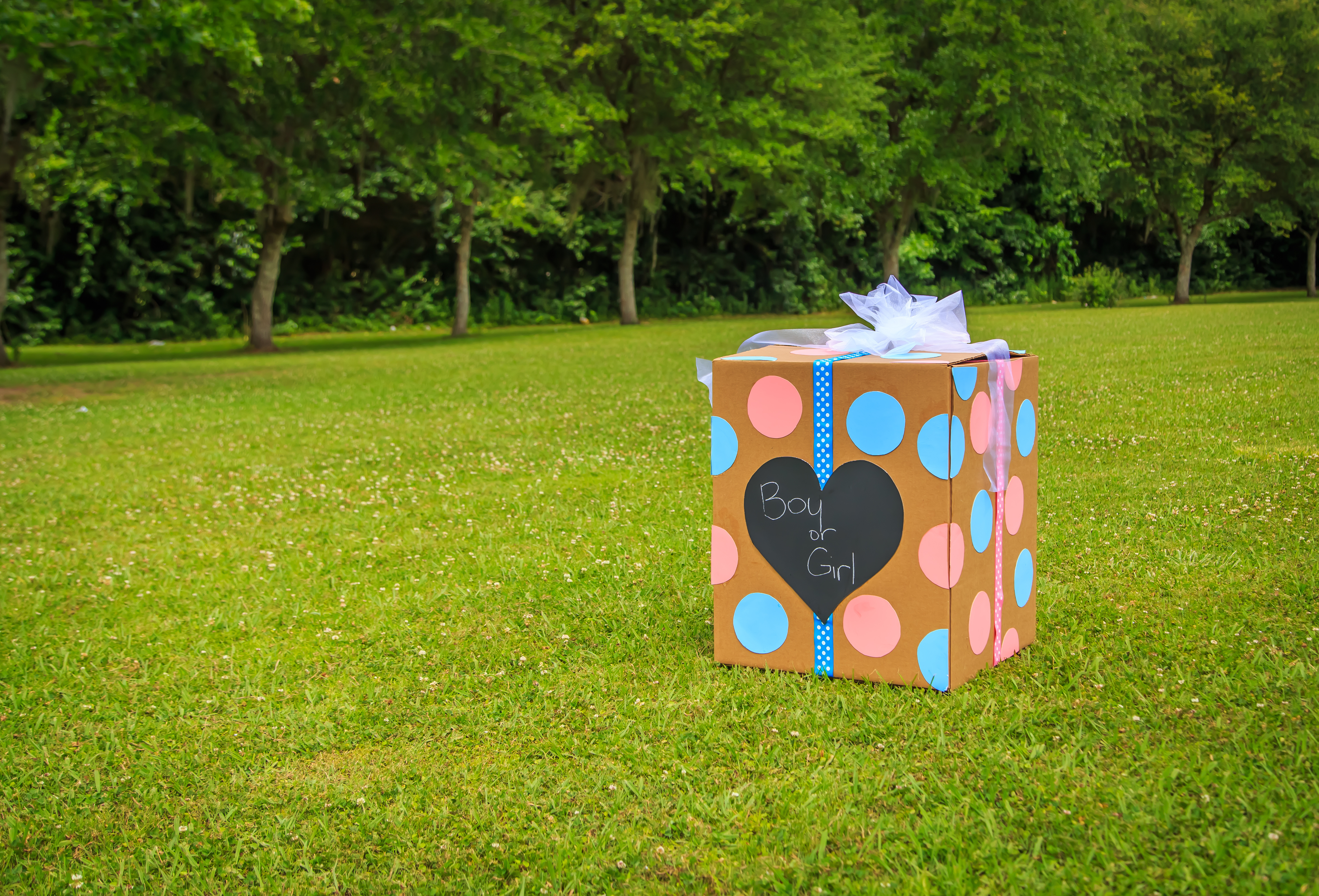 Boy or Girl Reveal in a Box